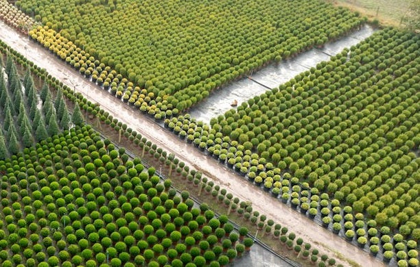 Arbre Farms-1